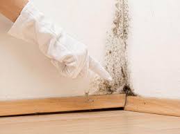 Best Commercial Mold Inspection  in Angleton, TX